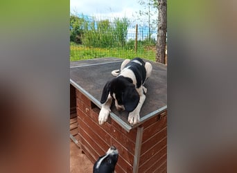 SUSAN sucht ihr Traumkörbchen