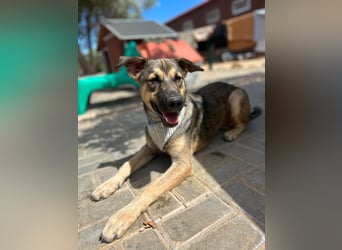 TOM - großes Hundeherz sucht seine Lieblingsmenschen