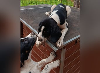 SUSAN sucht ihr Traumkörbchen