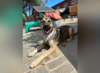 TOM - großes Hundeherz sucht seine Lieblingsmenschen