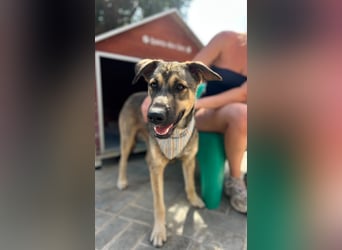TOM - großes Hundeherz sucht seine Lieblingsmenschen