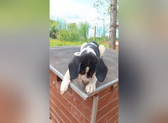 SUSAN sucht ihr Traumkörbchen