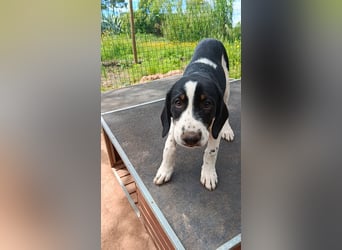 SUSAN sucht ihr Traumkörbchen