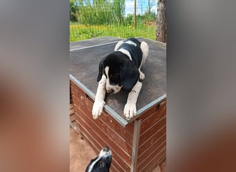 SUSAN sucht ihr Traumkörbchen