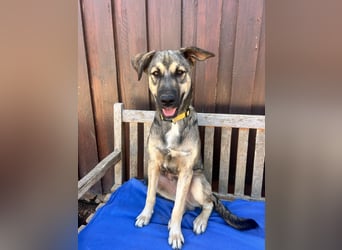 TOM - großes Hundeherz sucht seine Lieblingsmenschen