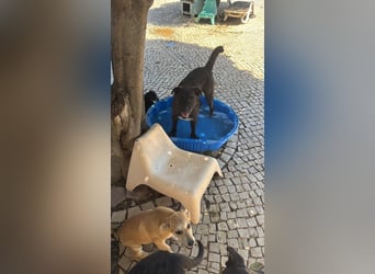 BUFFALO wünscht sich seine eigene Familie