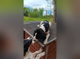 SUSAN sucht ihr Traumkörbchen