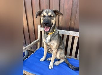 TOM - großes Hundeherz sucht seine Lieblingsmenschen