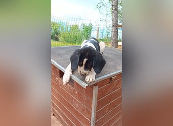 SUSAN sucht ihr Traumkörbchen