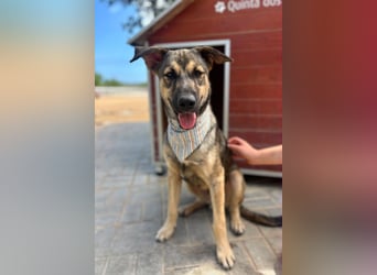 TOM - großes Hundeherz sucht seine Lieblingsmenschen