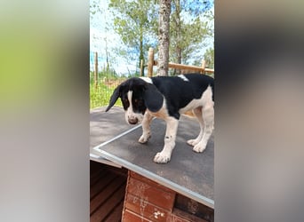 SUSAN sucht ihr Traumkörbchen