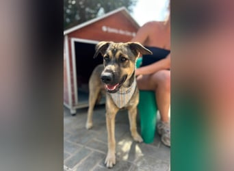 TOM - großes Hundeherz sucht seine Lieblingsmenschen