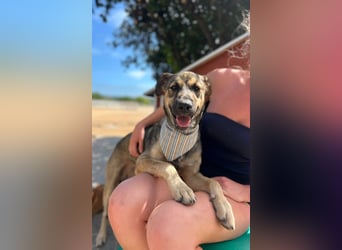 TOM - großes Hundeherz sucht seine Lieblingsmenschen