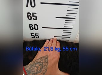 BUFFALO wünscht sich seine eigene Familie