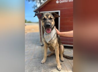 TOM - großes Hundeherz sucht seine Lieblingsmenschen
