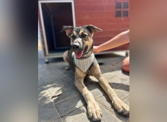 TOM - großes Hundeherz sucht seine Lieblingsmenschen