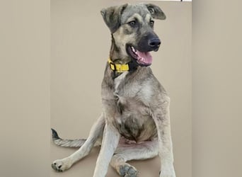 TOM - großes Hundeherz sucht seine Lieblingsmenschen