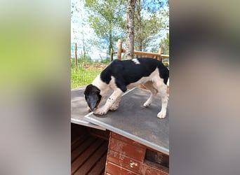 SUSAN sucht ihr Traumkörbchen