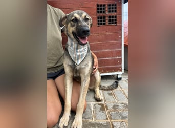 TOM - großes Hundeherz sucht seine Lieblingsmenschen