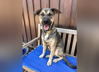 TOM - großes Hundeherz sucht seine Lieblingsmenschen