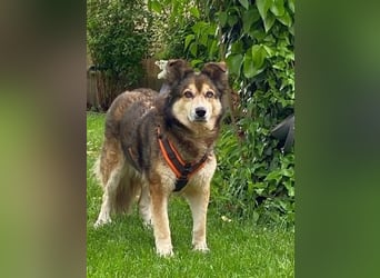 Freundliche Lexy wartet in 28857 Syke