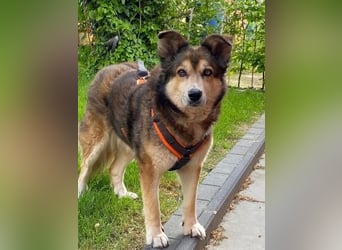 Freundliche Lexy wartet in 28857 Syke