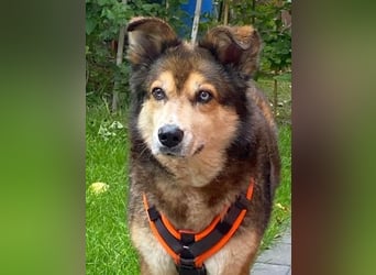 Freundliche Lexy wartet in 28857 Syke