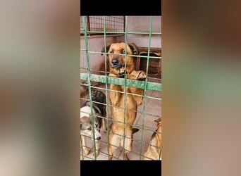 2 Schwestern sitzen noch in der Tötung