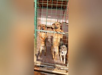 2 Schwestern sitzen noch in der Tötung