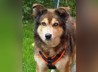 Freundliche Lexy wartet in 28857 Syke