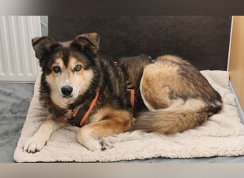 Freundliche Lexy wartet in 28857 Syke