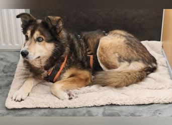 Freundliche Lexy wartet in 28857 Syke