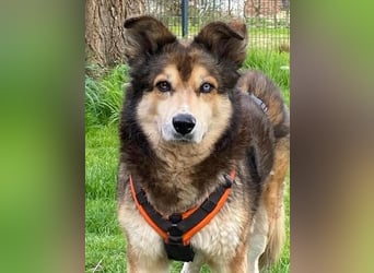 Freundliche Lexy wartet in 28857 Syke