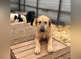 Floppi sucht erfahrenes Zuhause