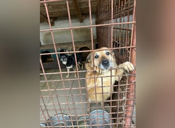 Omi sitzt noch in Tötung