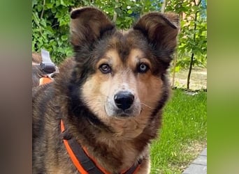 Freundliche Lexy wartet in 28857 Syke