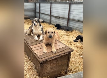 Hübsche Maus wünscht sich ein Zuhause