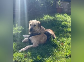 Floppi sucht erfahrenes Zuhause