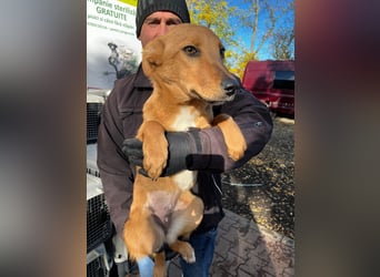 Hera träumt von einem Zuhause