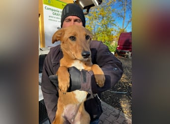 Hera träumt von einem Zuhause