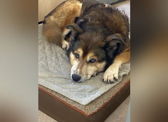 Freundliche Lexy wartet in 28857 Syke