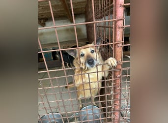 Omi sitzt noch in Tötung