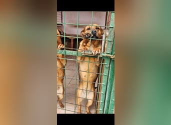 2 Schwestern sitzen noch in der Tötung