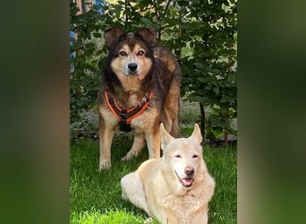 Freundliche Lexy wartet in 28857 Syke