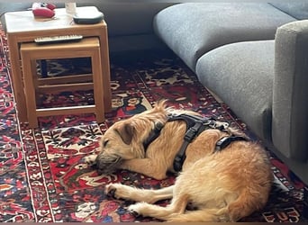 Floppi sucht erfahrenes Zuhause