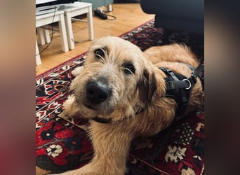 Floppi sucht erfahrenes Zuhause