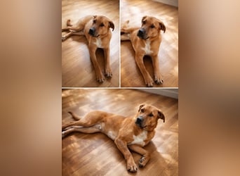 Bruno freut sich auf Deinen Besuch