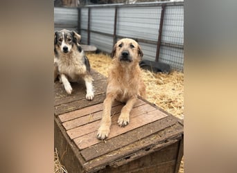 Hübsche Maus wünscht sich ein Zuhause