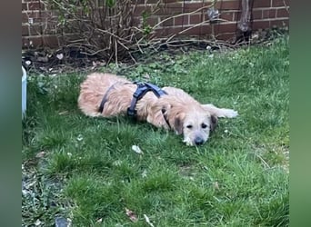 Floppi sucht erfahrenes Zuhause