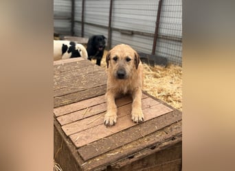 Hübsche Maus wünscht sich ein Zuhause